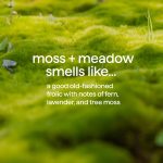 body wash – moss + meadow, 18 fl oz - Image 5